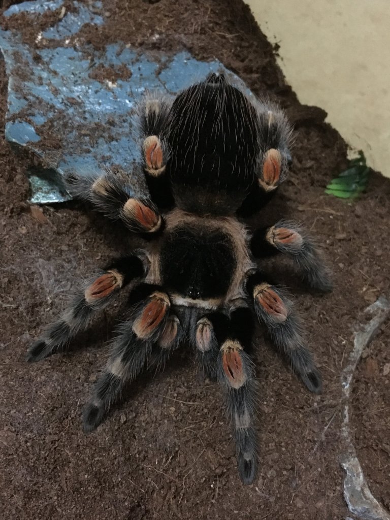 Hamorii or smithi #2