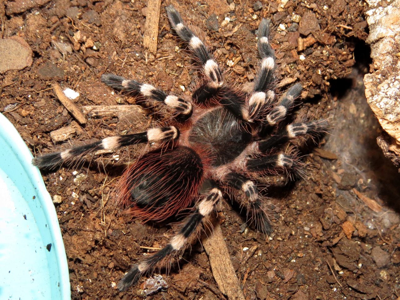 Handsome Boy (♂ Acanthoscurria geniculata 3")