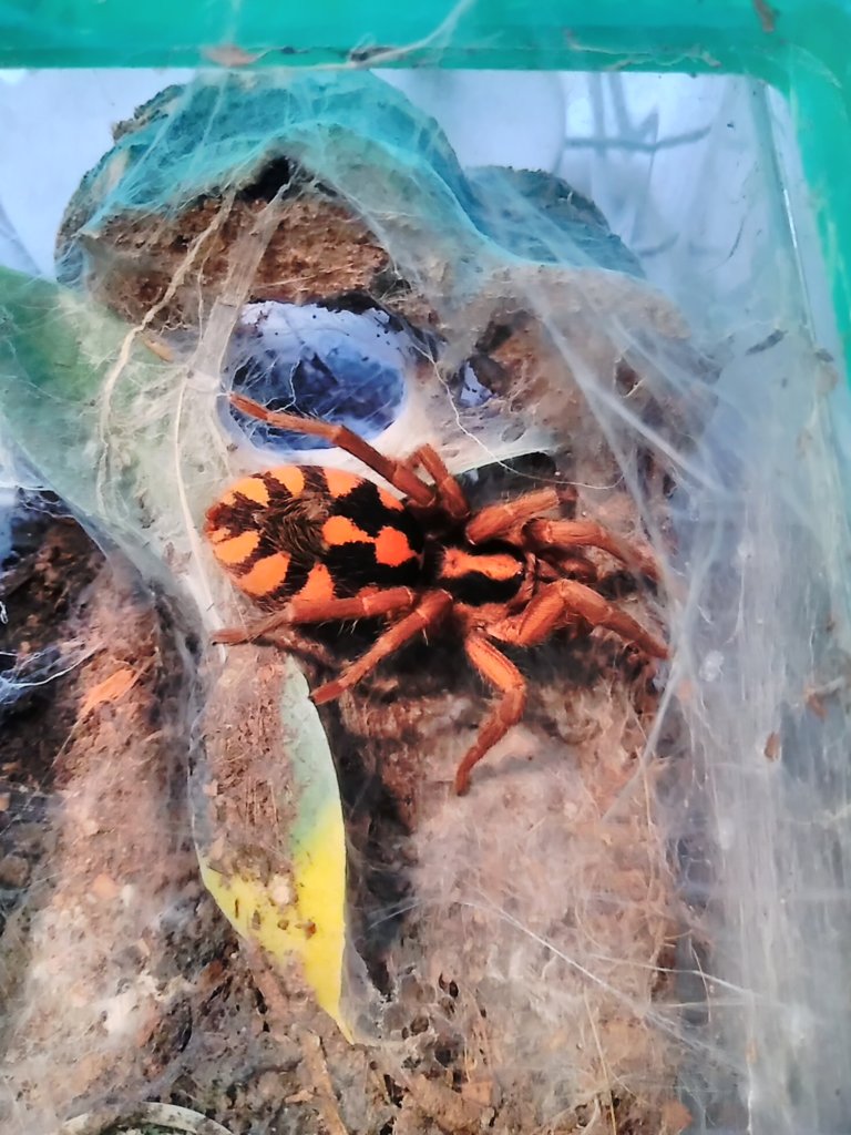 Hapalopus sp colombia groß (Large)