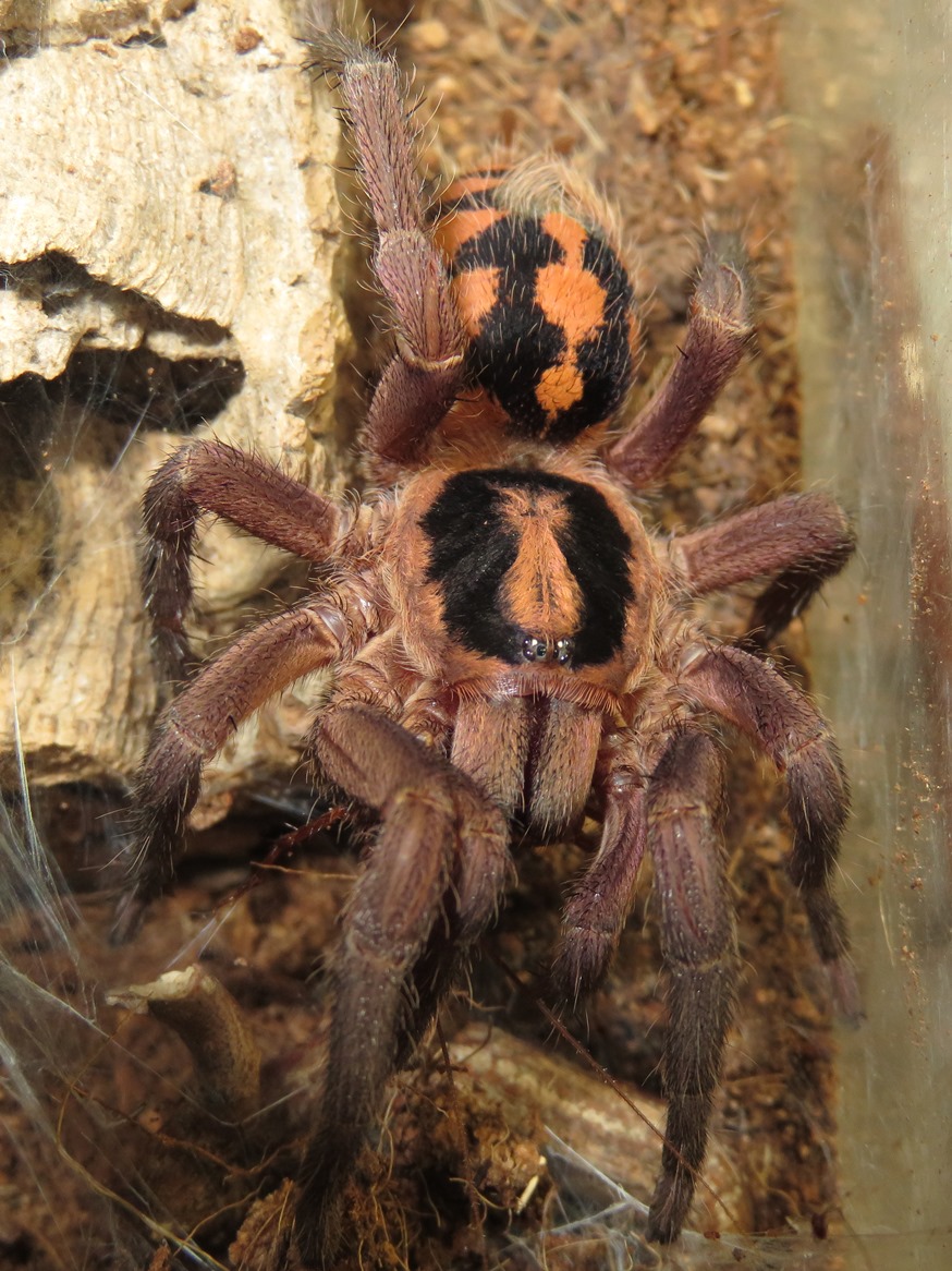 Hapalopus sp. 'Colombia large', AF