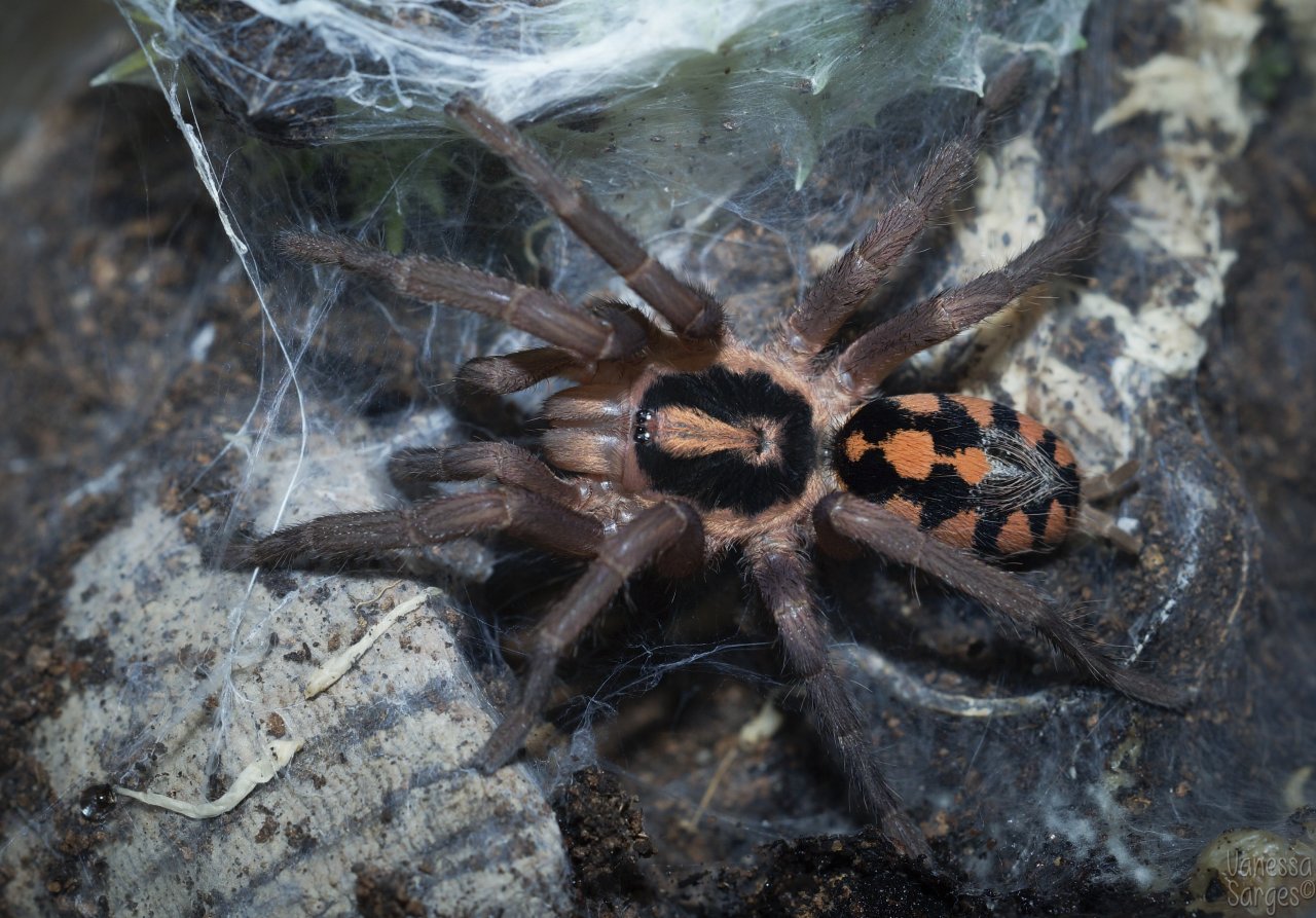 Hapalopus sp. Colombia Large - Sub-Adult Male