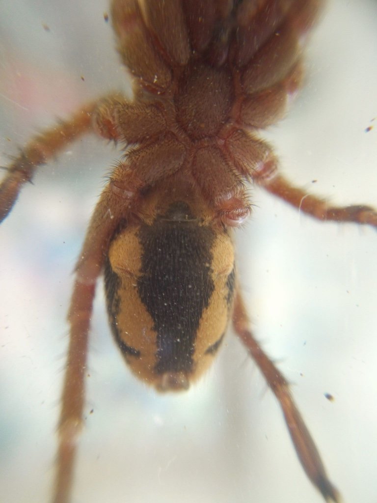 Hapalopus sp. Colombia (Pumpkin Patch)