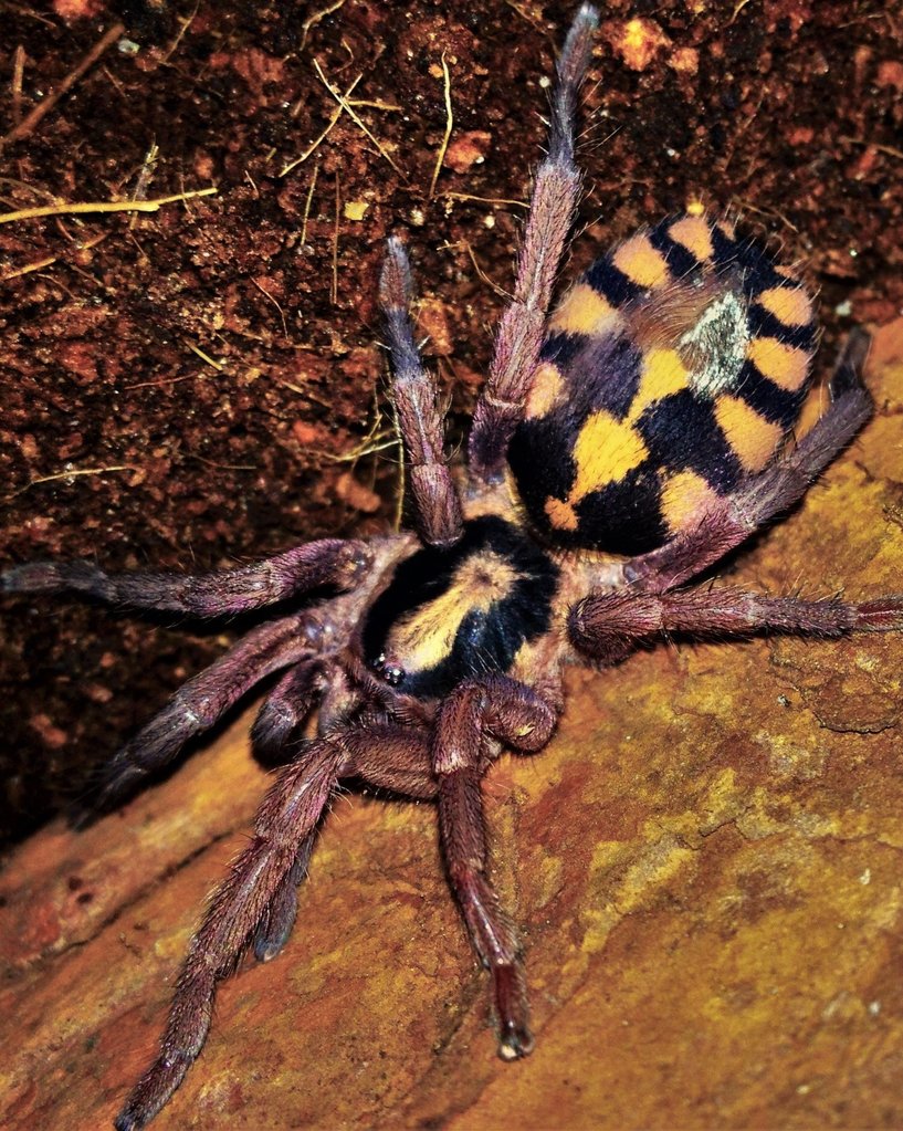 Hapalopus sp. "Columbia large"