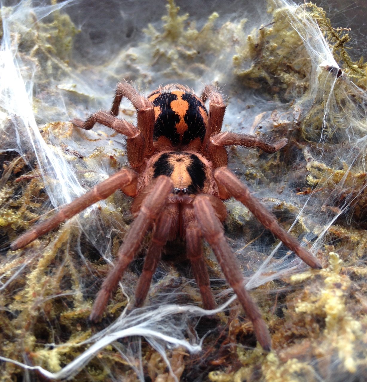 Hapalopus sp. Columbia "large"