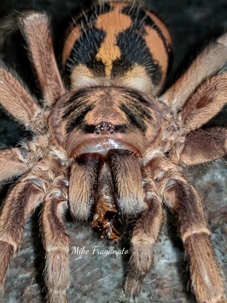 Hapalopus Sp Columbia large