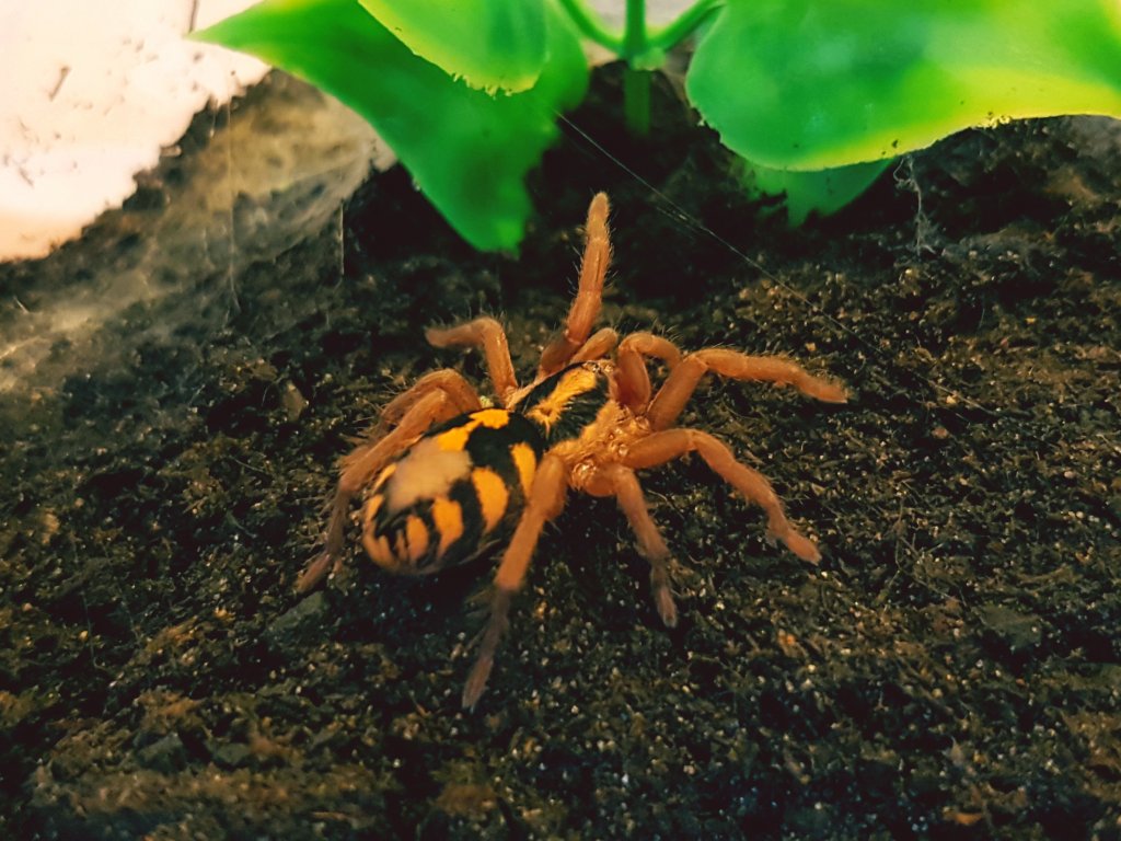 Hapalopus Sp Columbia Large