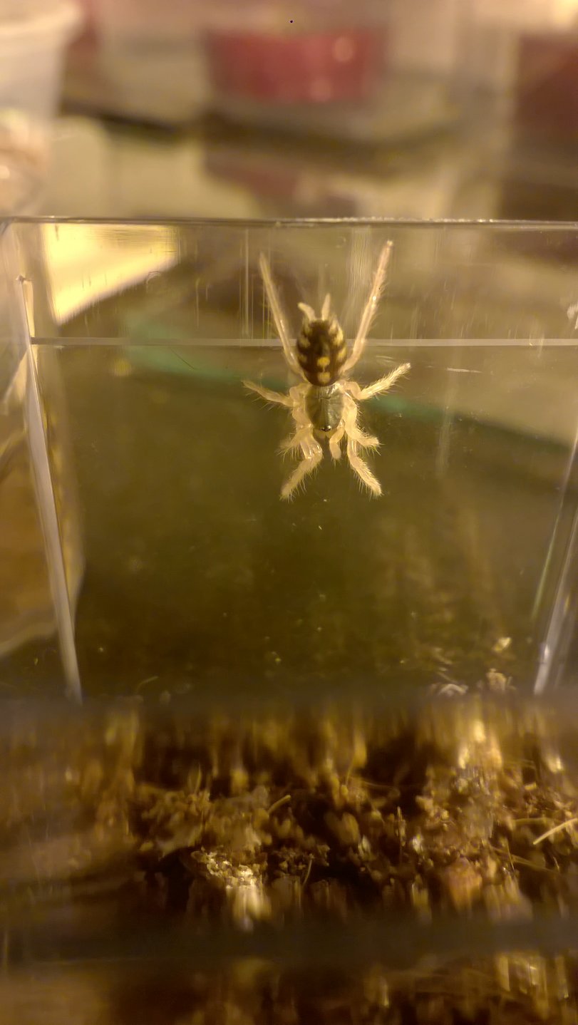 Hapalopus Sp Columbia