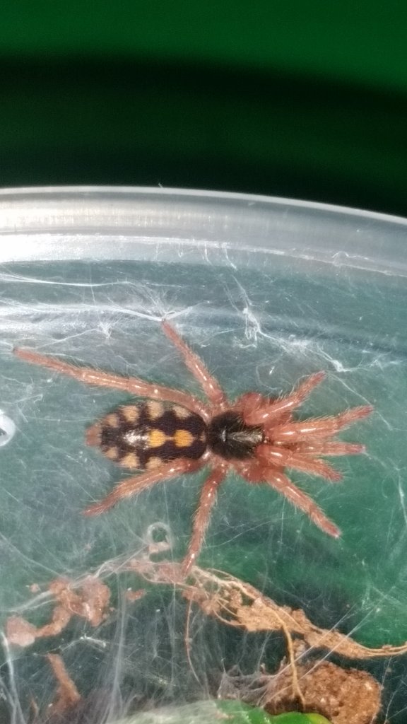 Hapalopus sp columbia?