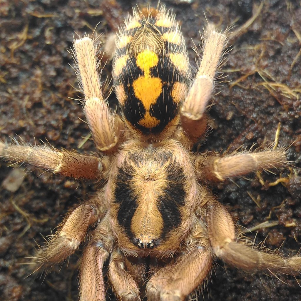 Hapalopus sp columbia