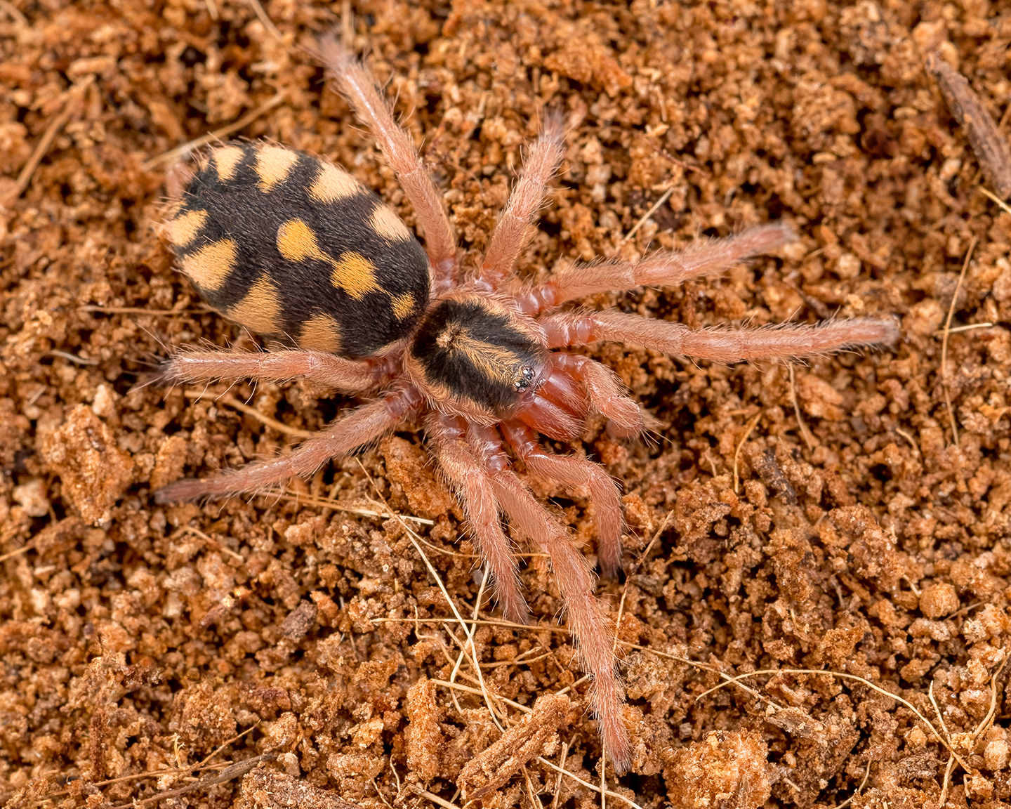 Hapalopus sp. Columbia