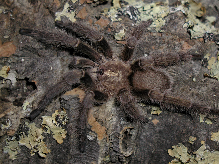 Haploclastus sp. "nilgirinus"