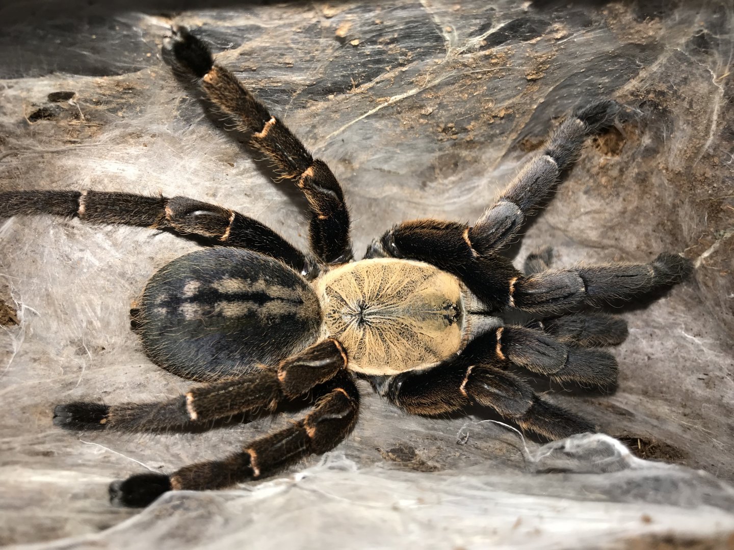 Haplopelma bach ma adult female