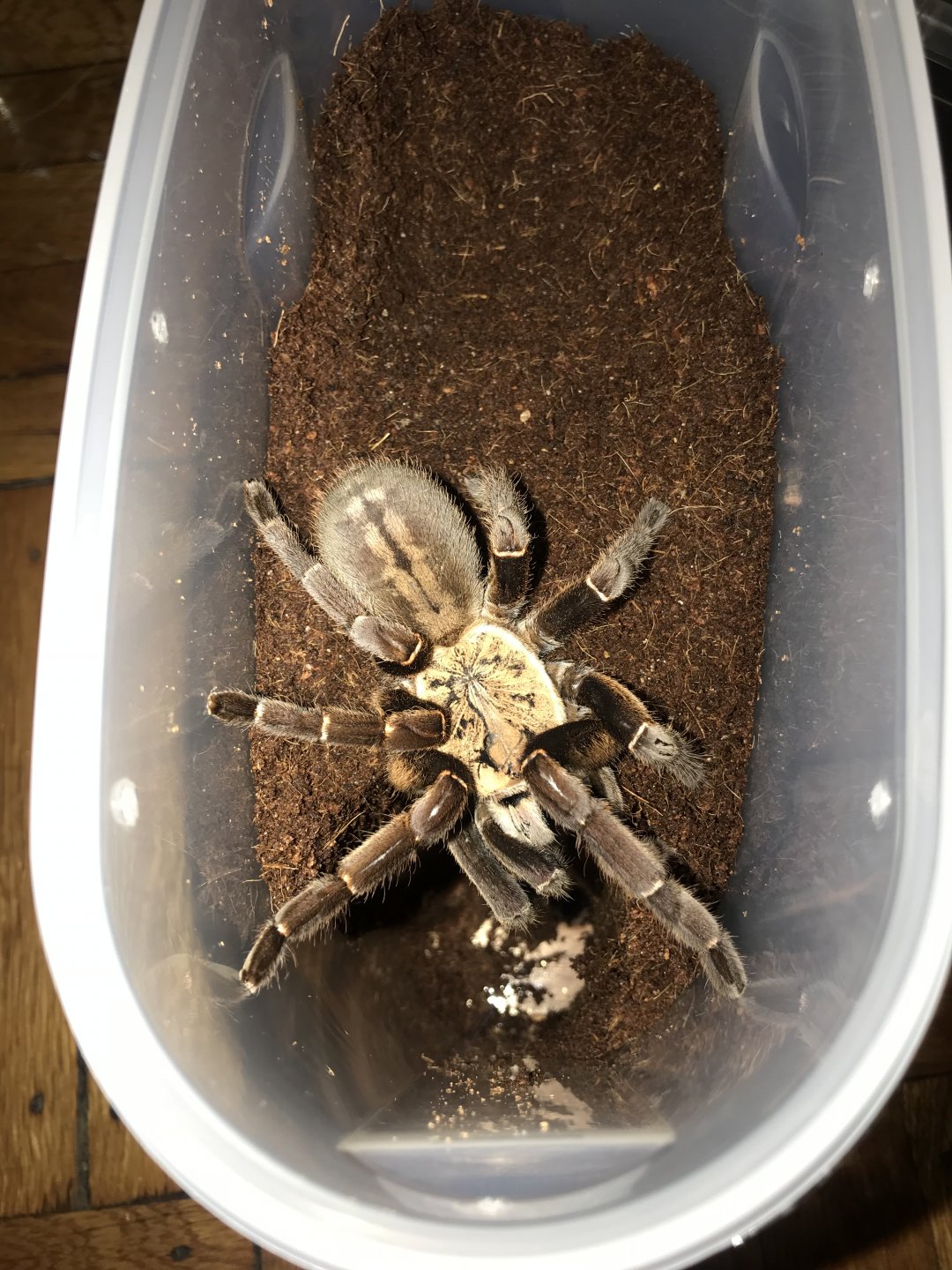 Haplopelma (Cyriopagopus) sp bach ma