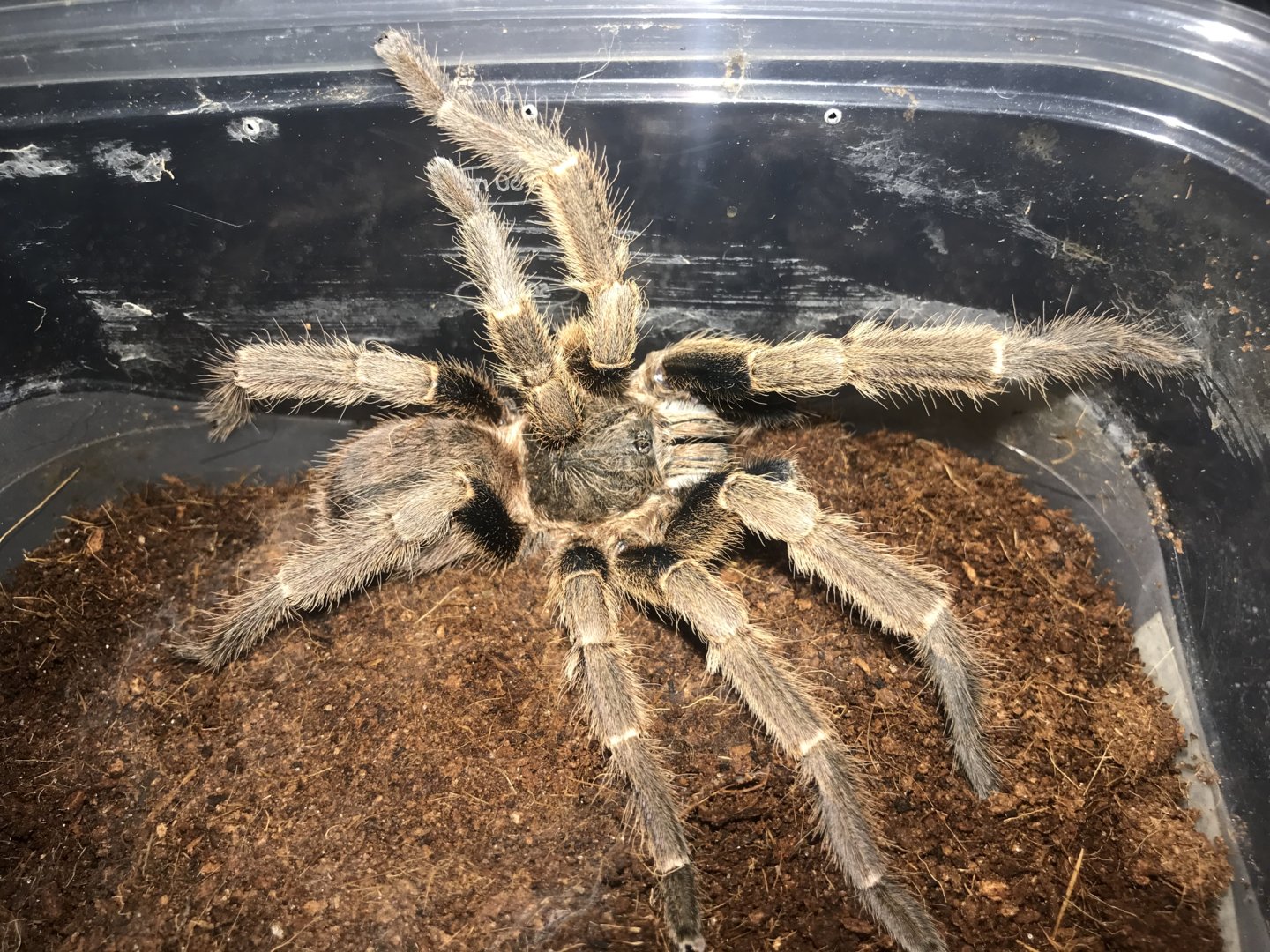 Haplopelma hainanum mature male