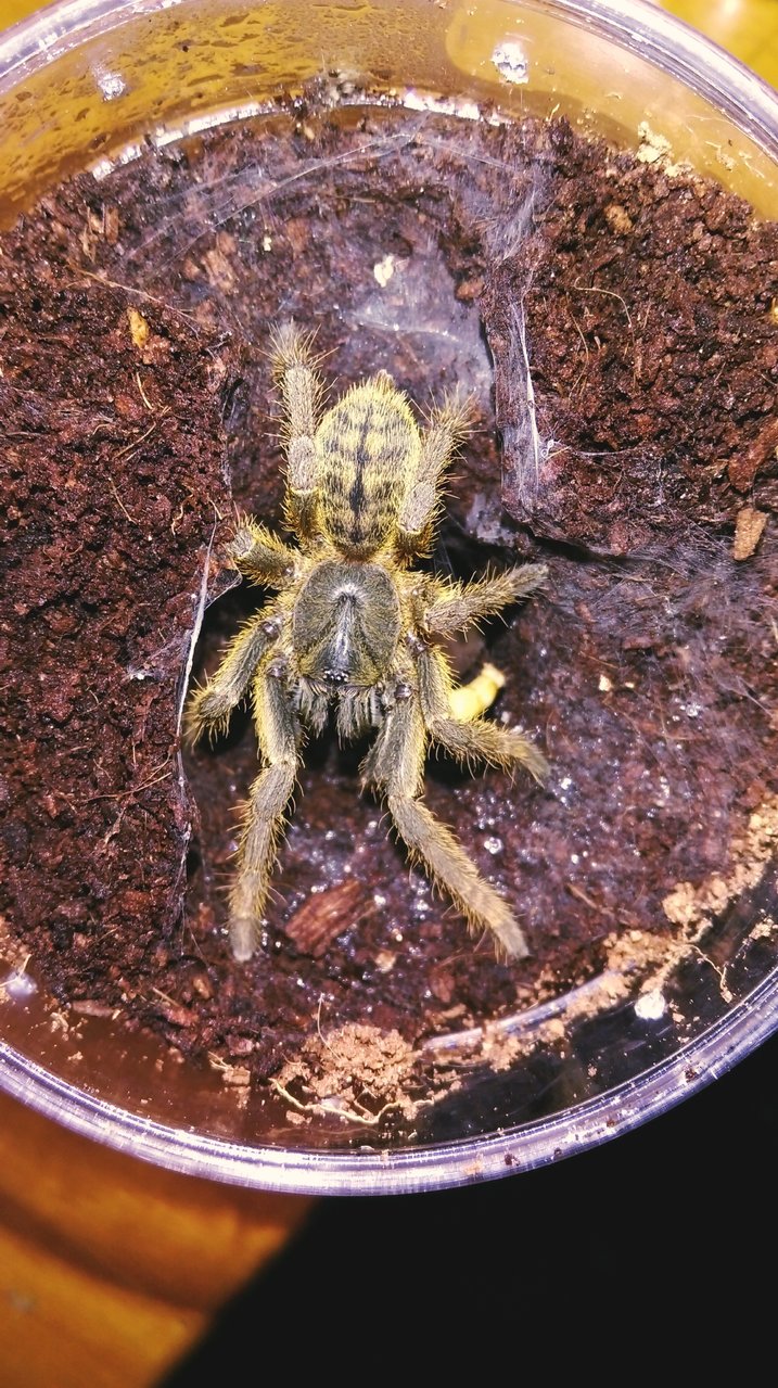 Haplopelma hainanum