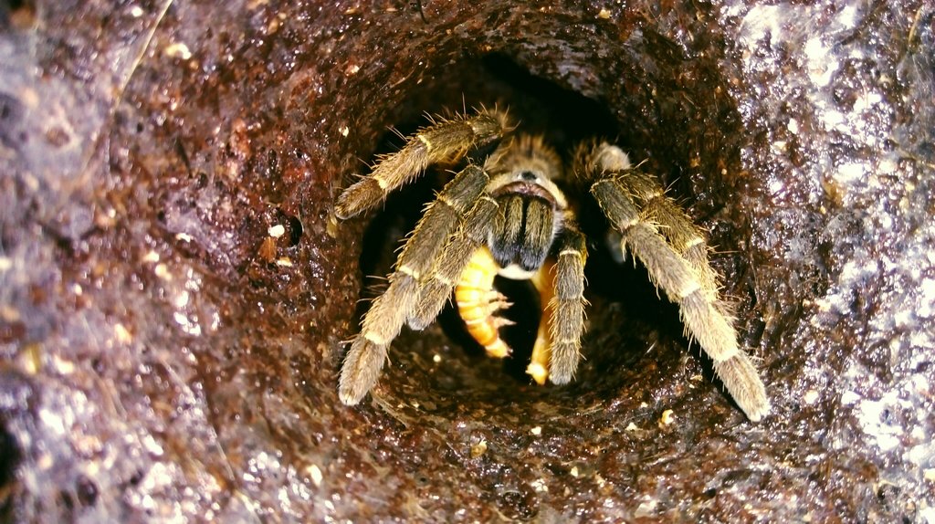 Haplopelma hainanum