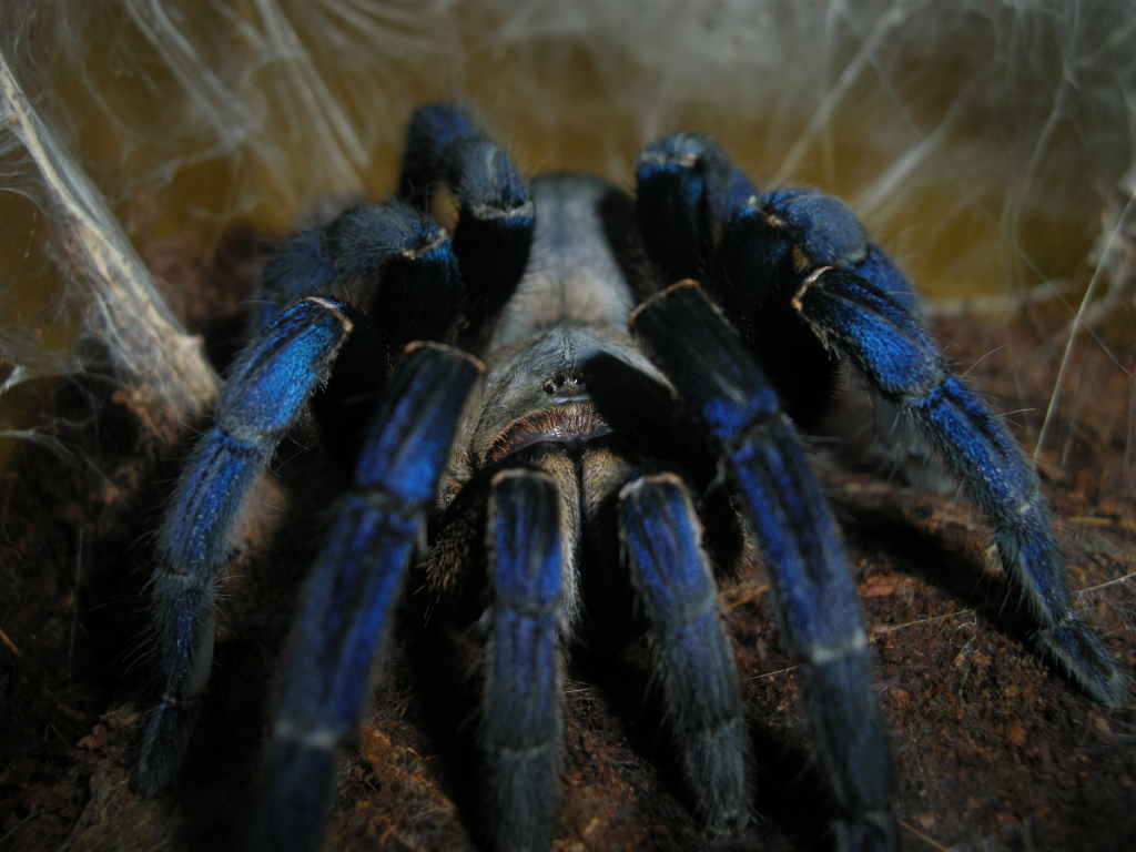 Haplopelma lividum. Cobalt blue