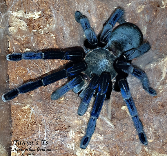 Haplopelma lividum Female Cobalt Blue