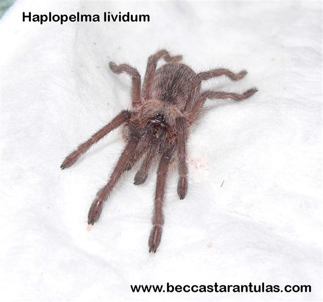 Haplopelma lividum (spiderling)