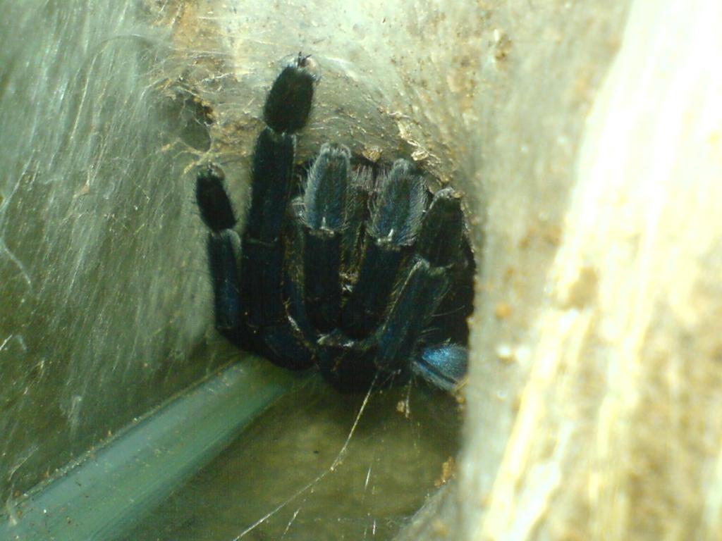 Haplopelma lividum