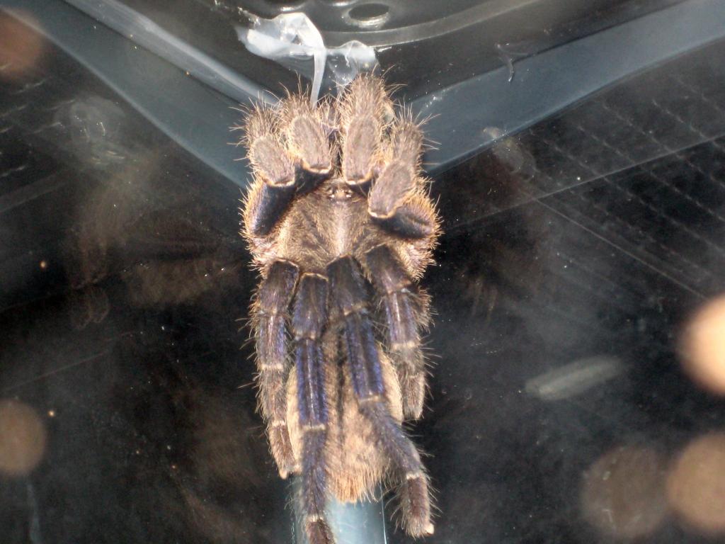 Haplopelma Lividum