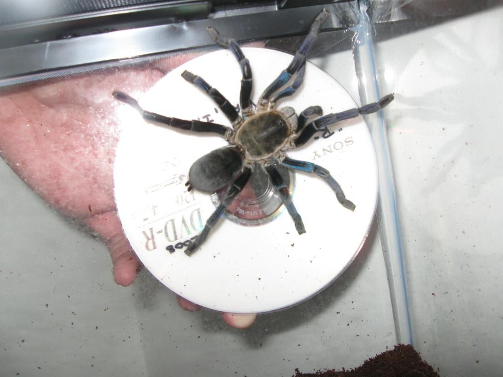 haplopelma lividum