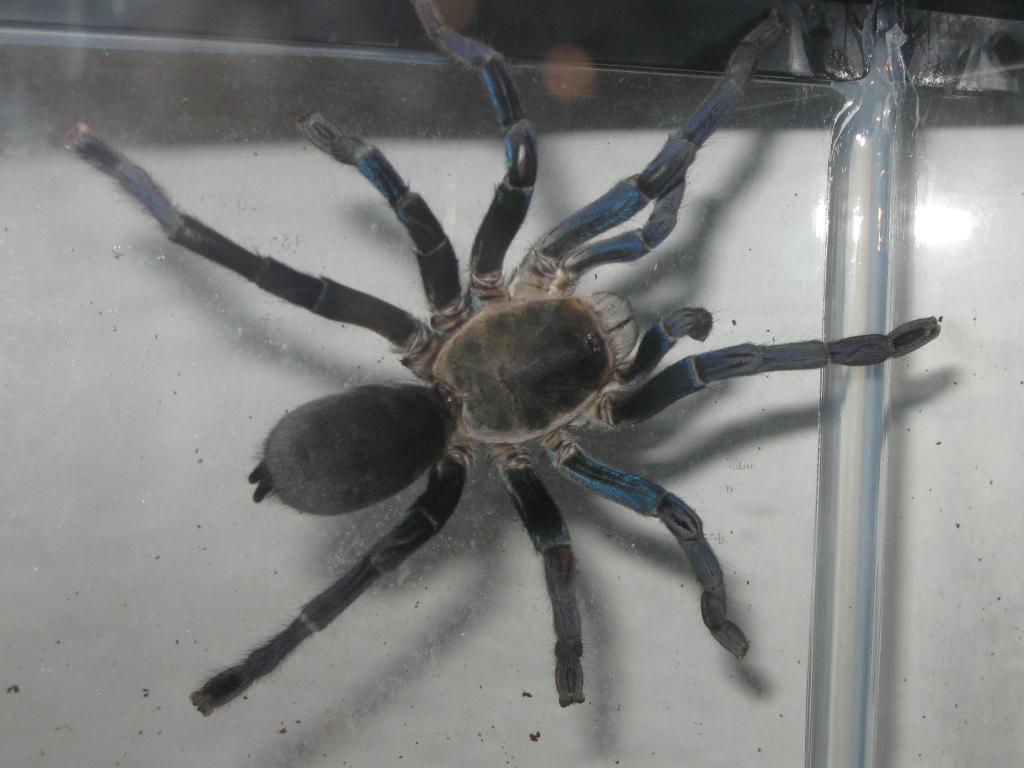 haplopelma lividum