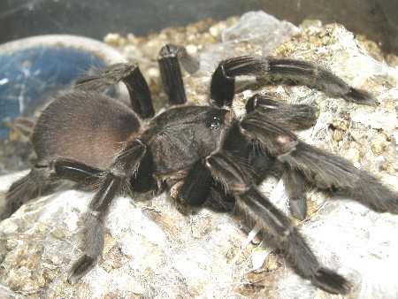 Haplopelma minax