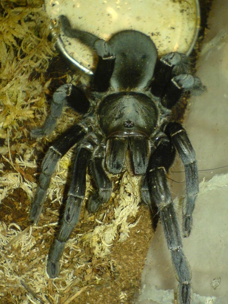 Haplopelma minax