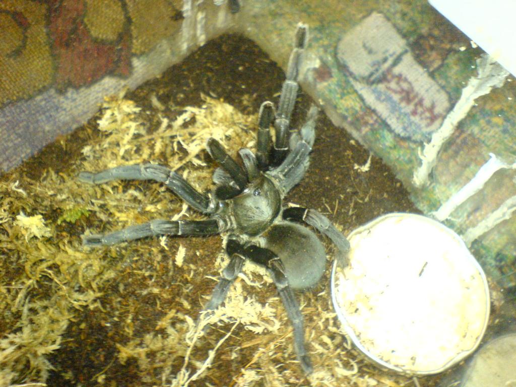 Haplopelma minax