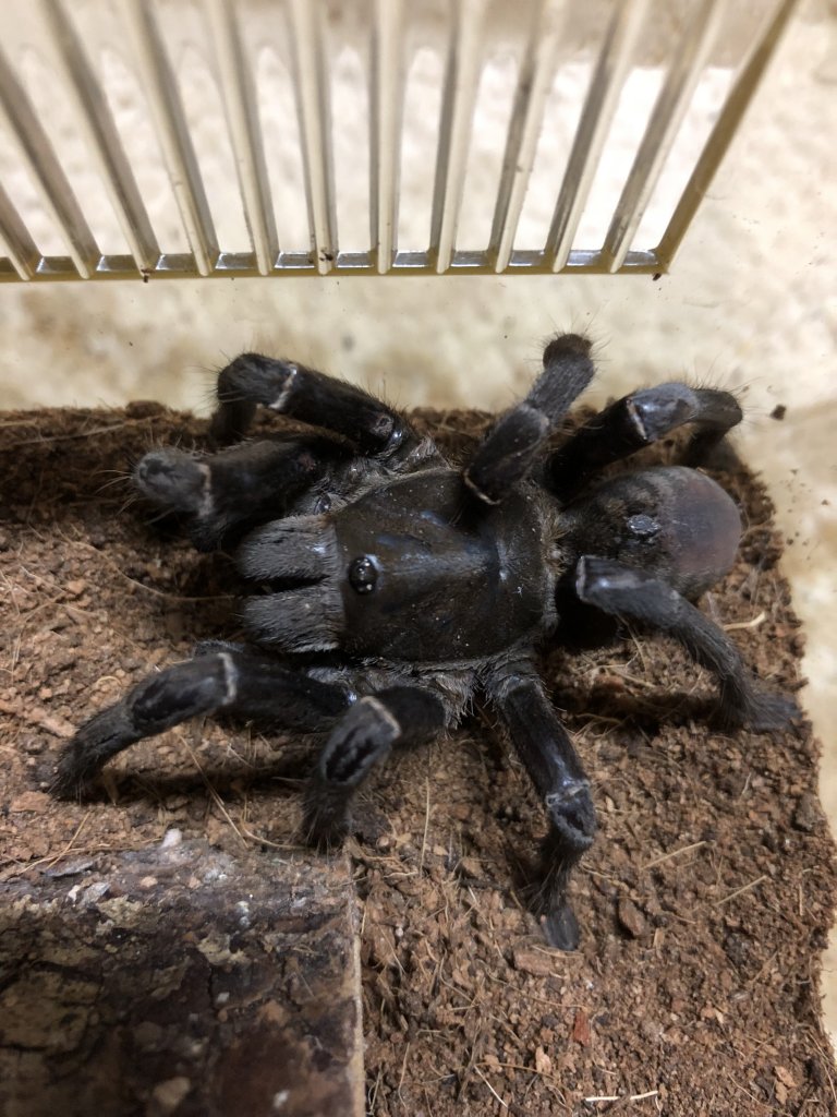 Haplopelma or cyriopagopus?