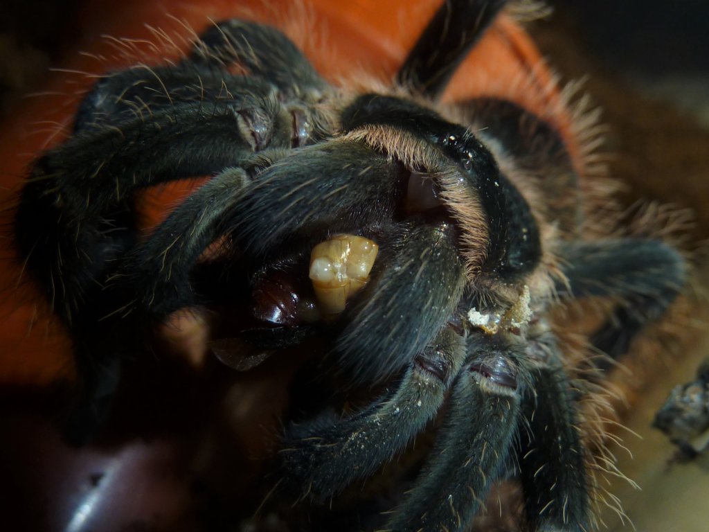 Happy tarantula