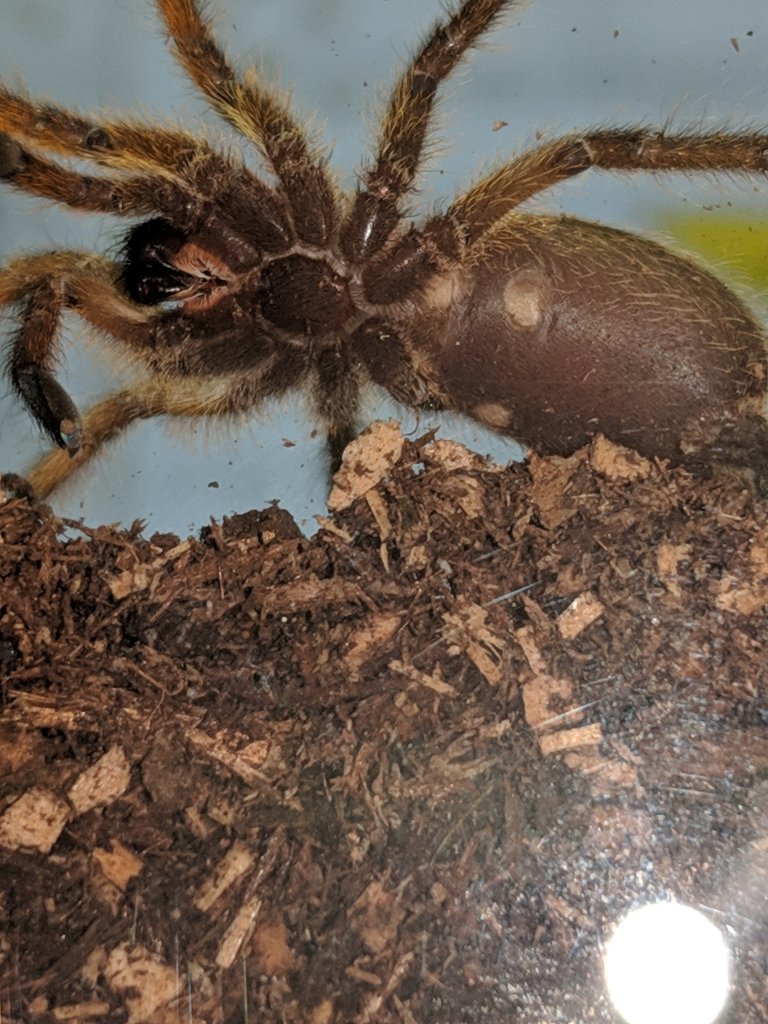 Harpactira Pulchripes 1 of 2 images