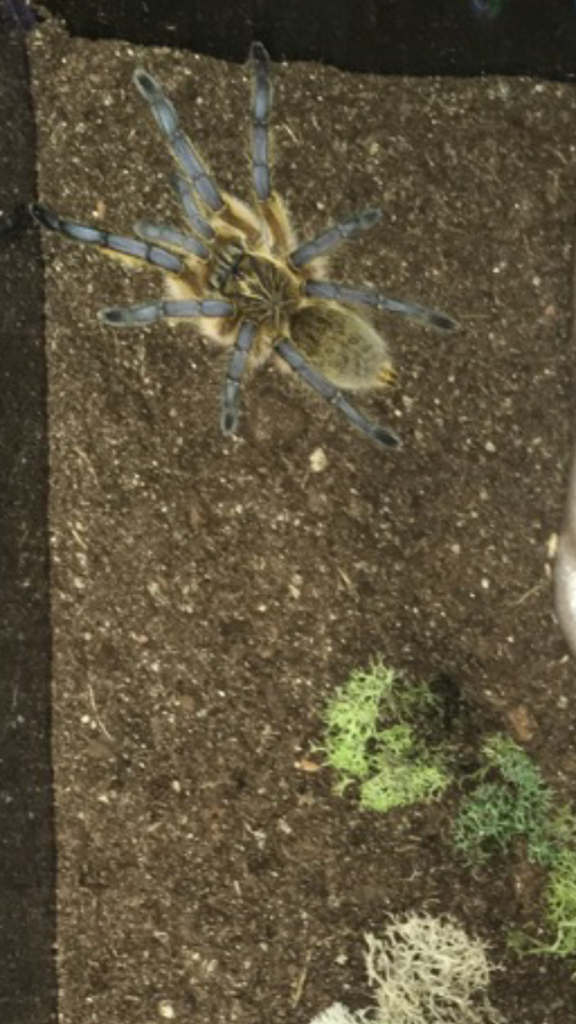 Harpactira pulchripes [dorsal sexing]