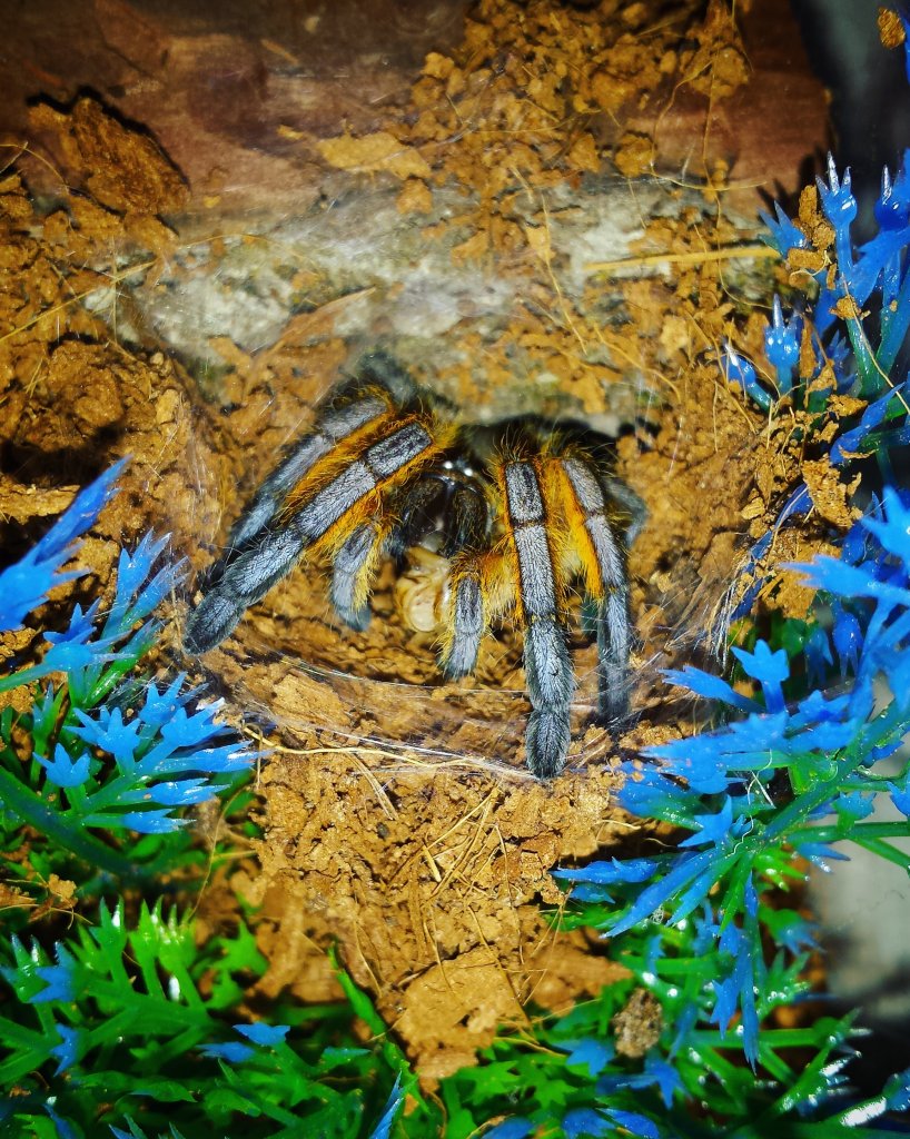 Harpactira pulchripes eating...