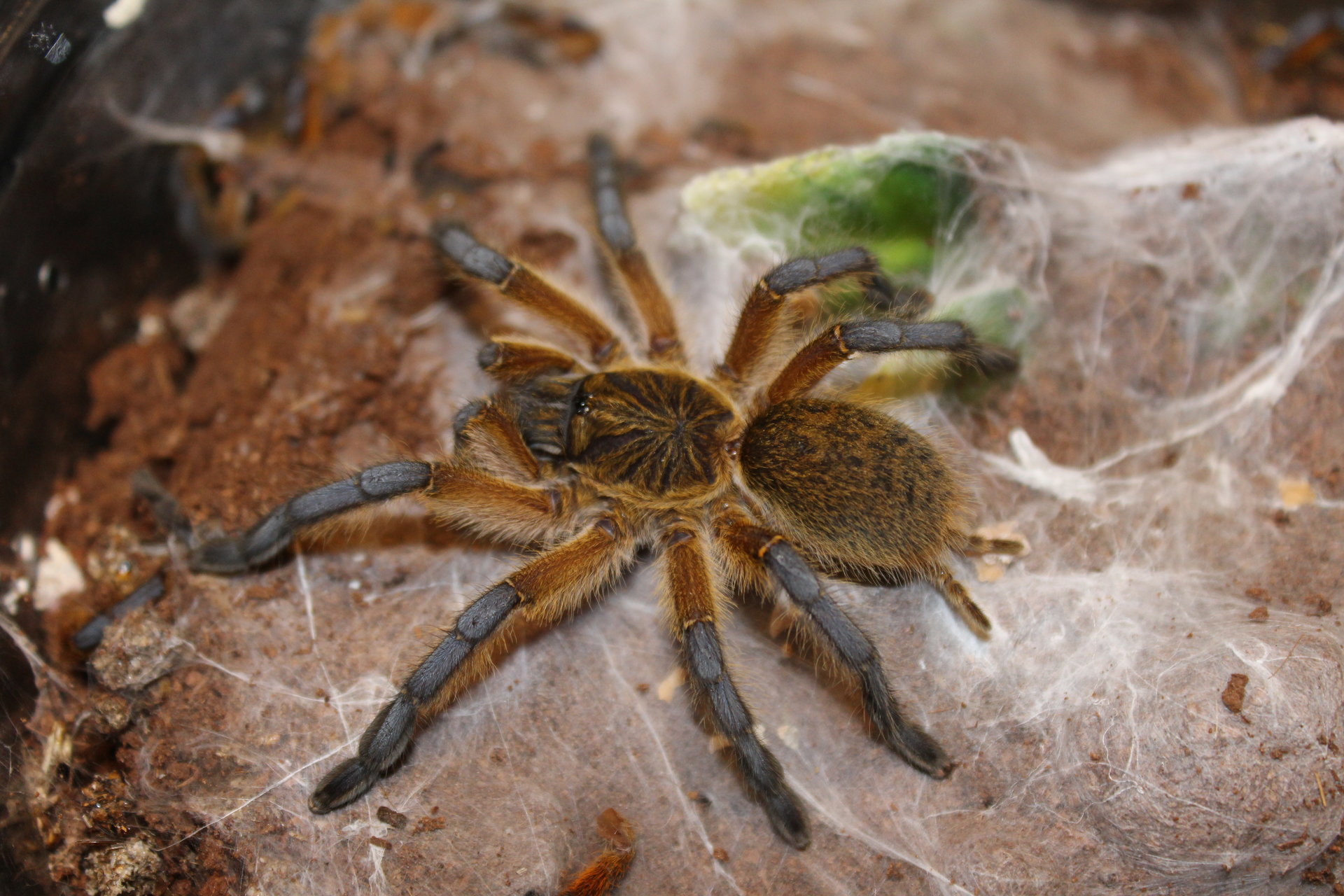 Harpactira Pulchripes  Golden blue leg baboon  #76