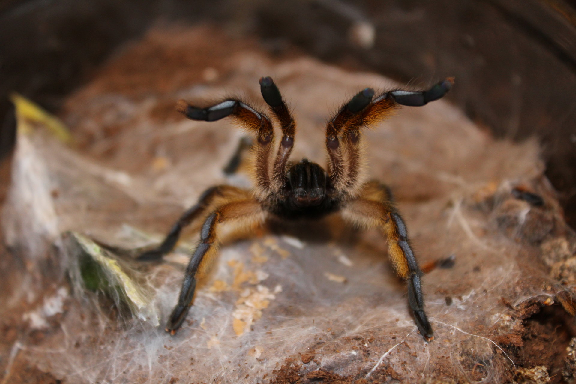 Harpactira Pulchripes  Golden blue leg baboon  #76