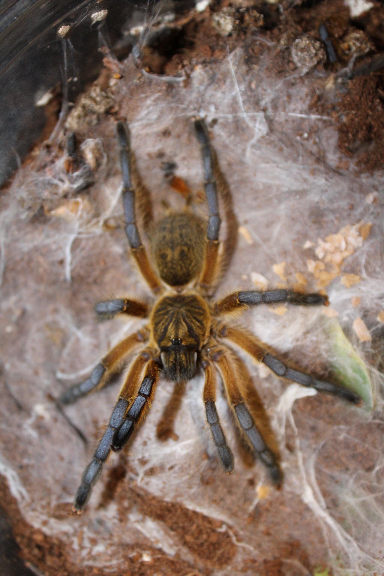 Harpactira Pulchripes  Golden blue leg baboon  #76