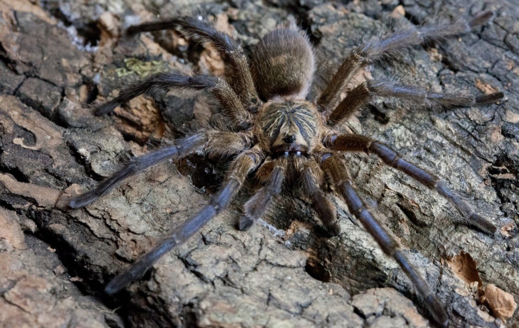 Harpactira pulchripes MM