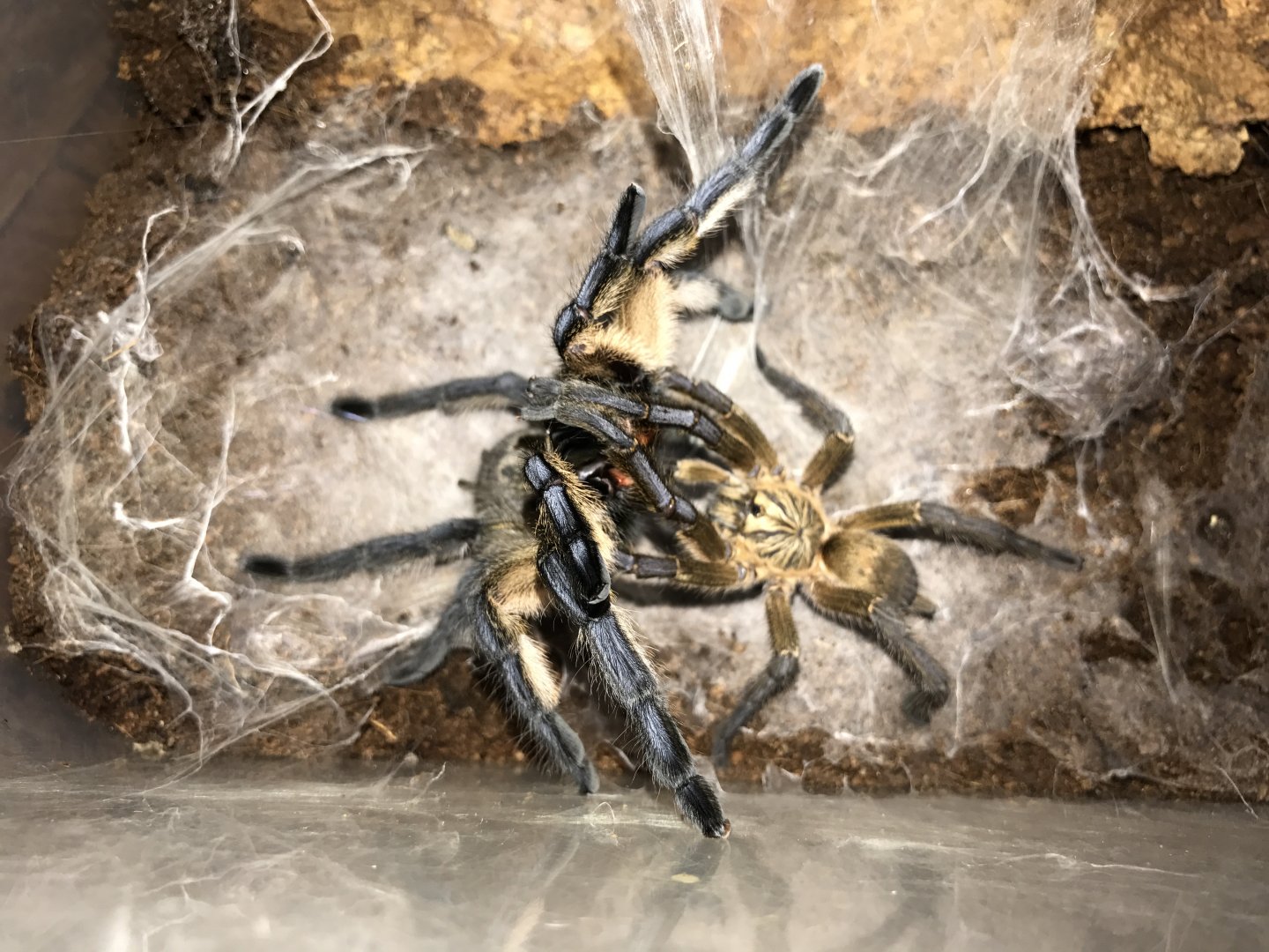 Harpactira pulchripes pair