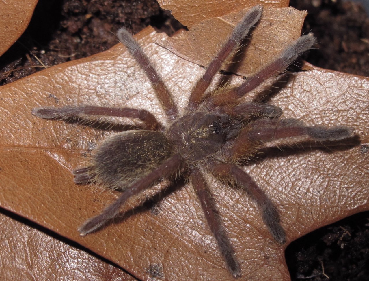 Harpactira pulchripes sling