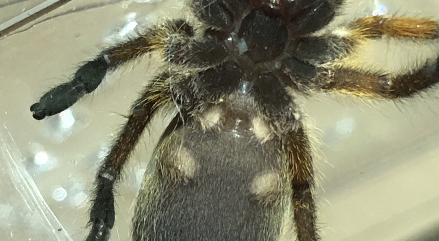 Harpactira pulchripes [ventral sexing]