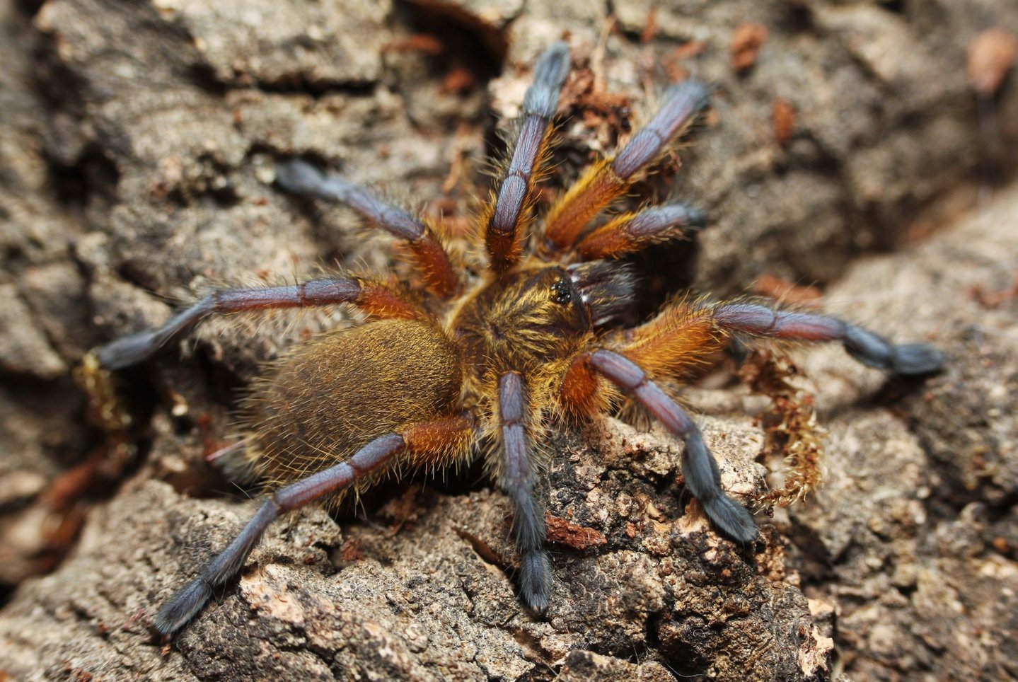 Harpactira pulchripes