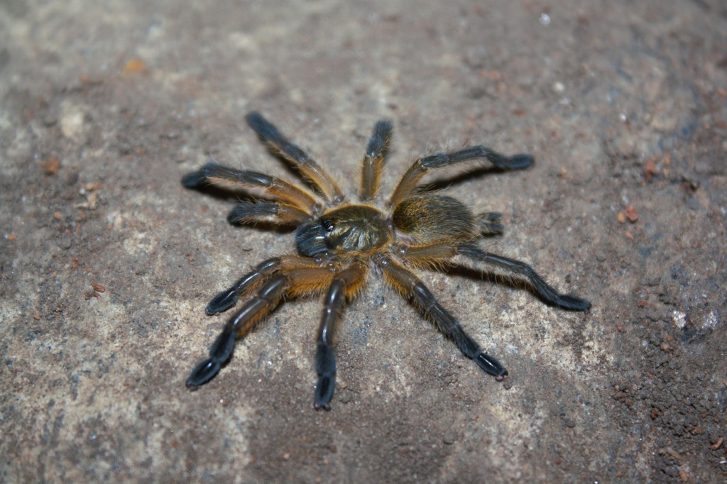 Harpactira pulchripes