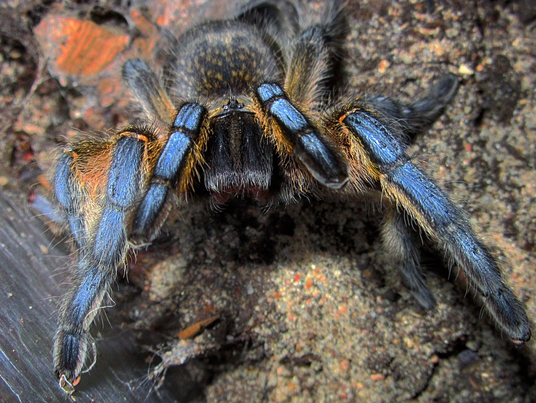 Harpactira pulchripes