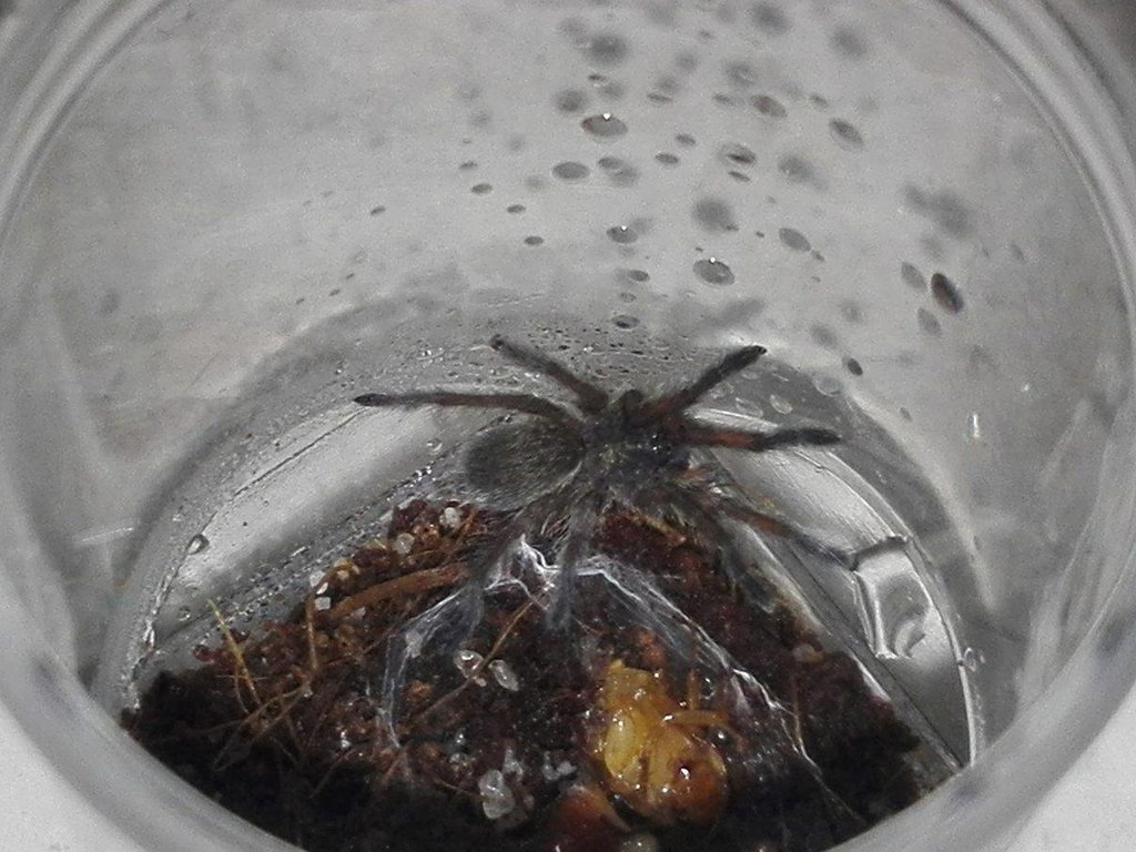 Harpactira pulchripes