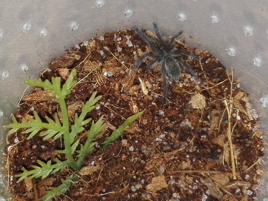 Harpactira pulchripes