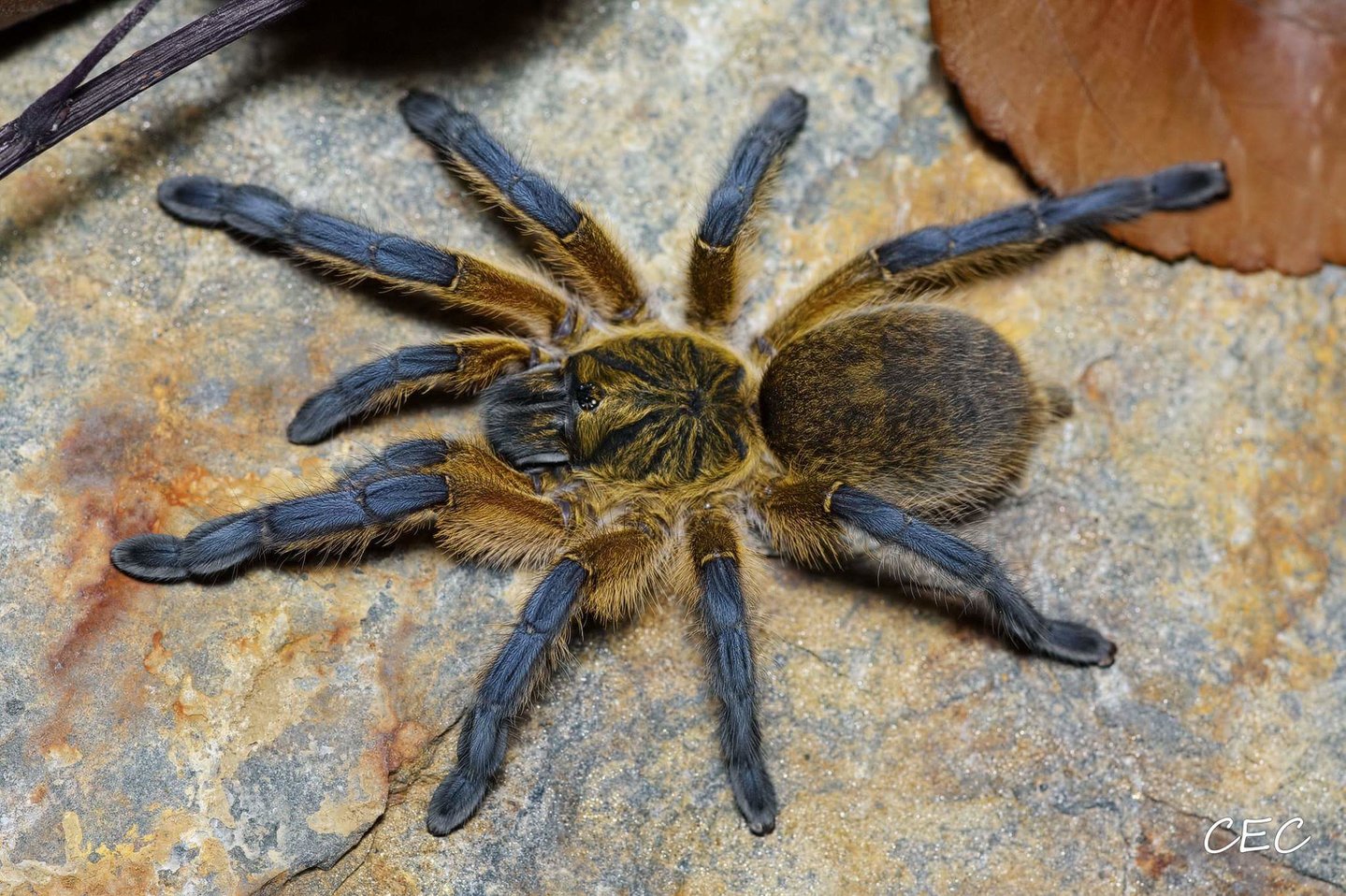 Harpactira pulchripes