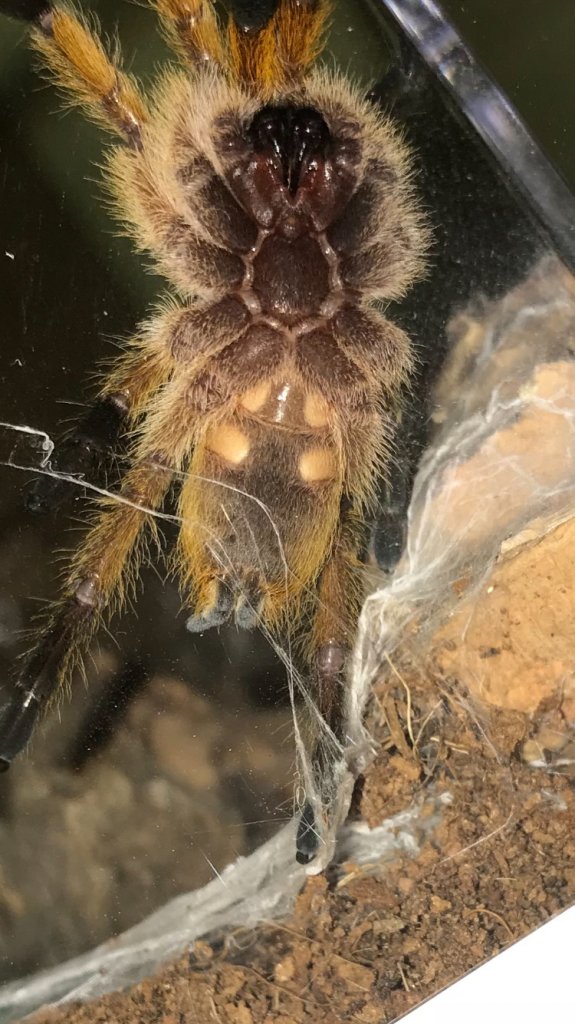 Harpactira pulchripes