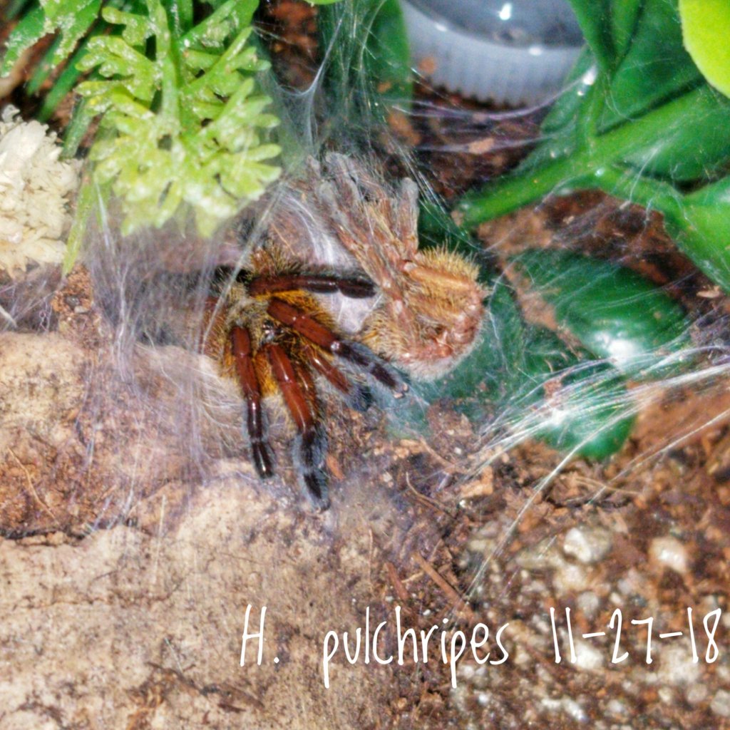 Harpactira pulchripes